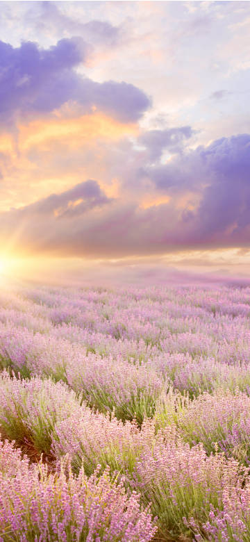 Lavender field at sunset phone wallpaper