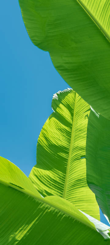 Green Banana Leaves Phone Wallpaper