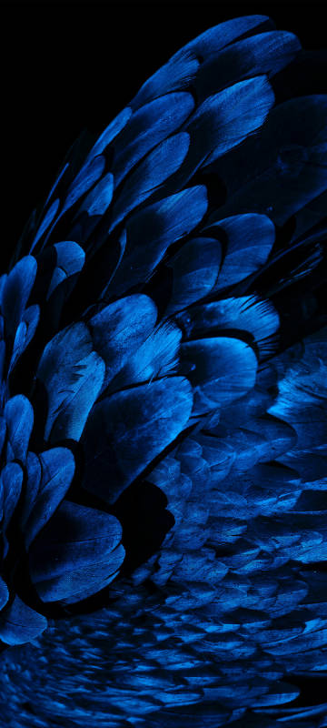 Blue Feather Phone Wallpaper