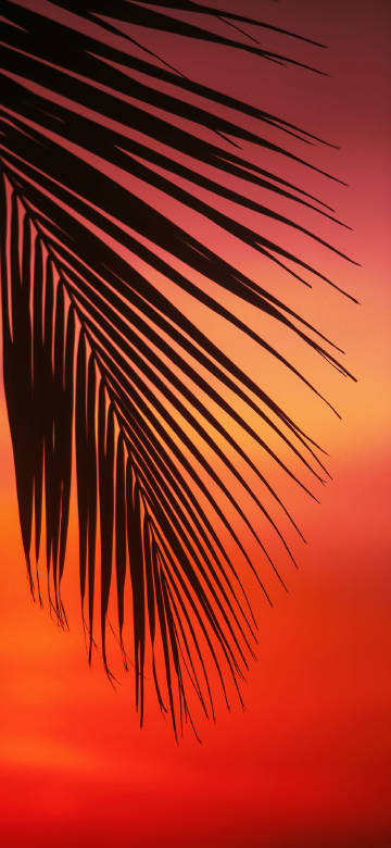 Palm Tree Leaf During Sunset 4K Phone Wallpaper