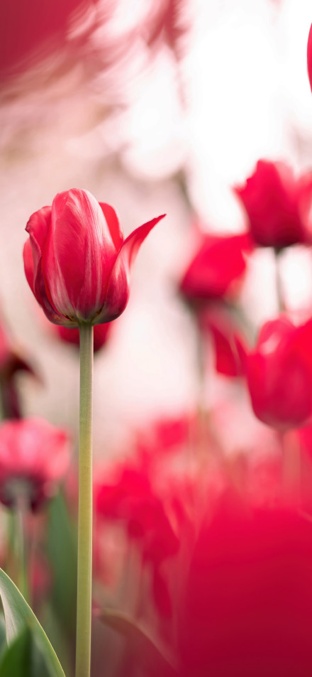 Beautiful Field Of Red Tulips 4K Phone Wallpaper