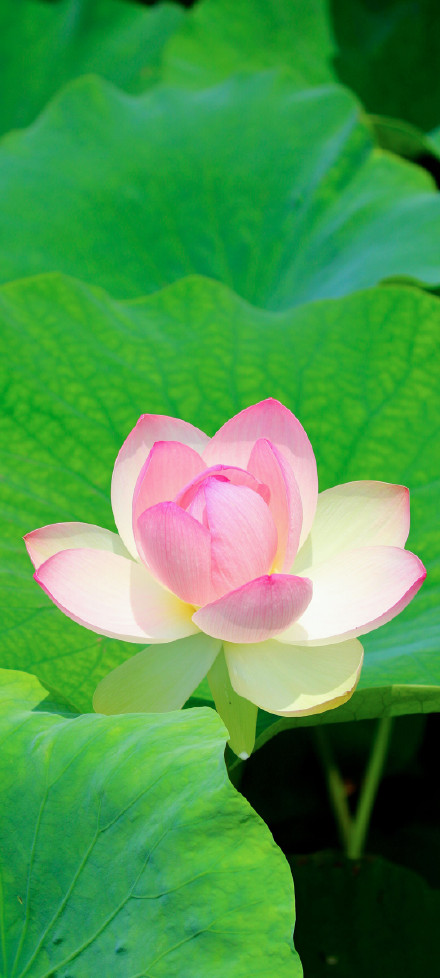 Blooming lotus phone wallpaper
