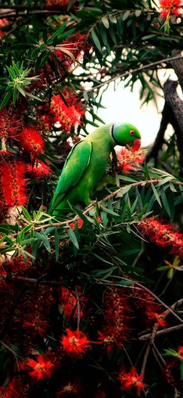 Green Parrot Eating Berries 4K Phone Wallpaper
