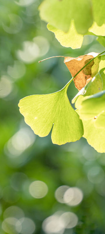 Autumn ginkgo leaf mobile wallpaper