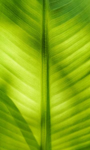Banana leaf phone wallpaper