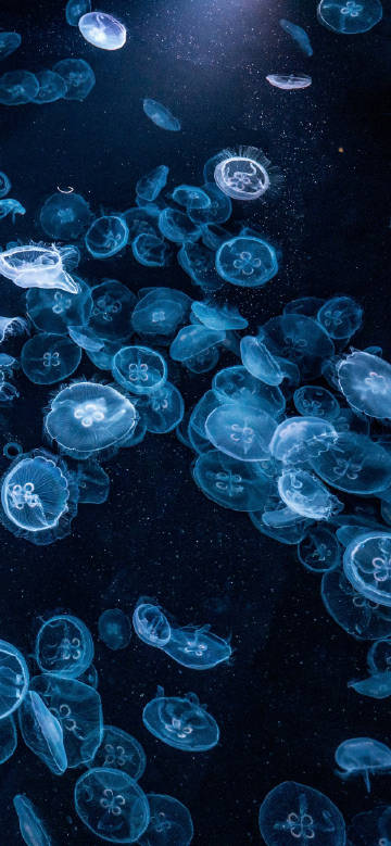 Glowing jellyfish in the ocean phone wallpaper