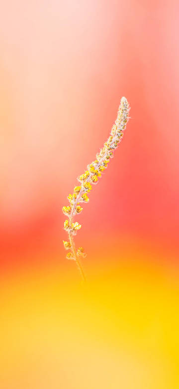 Simple Plant In An Orange Field 4K Phone Wallpaper