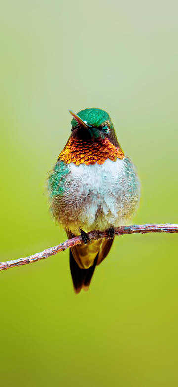 Hummingbird Standing On A Green Tree 4K Phone Wallpaper