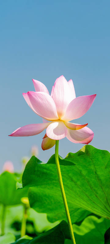 Pink lotus HD phone wallpaper