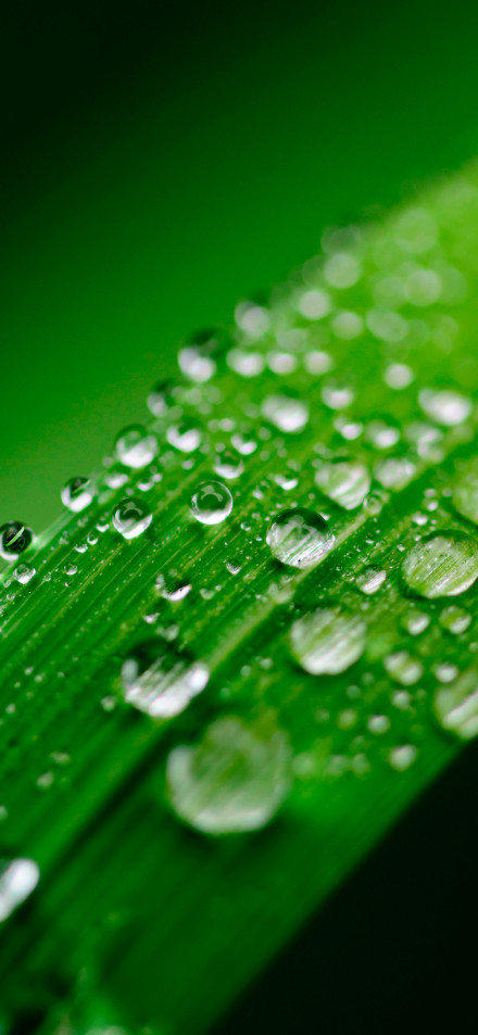Drops Of Water On Green Leaves 4K Phone Wallpaper