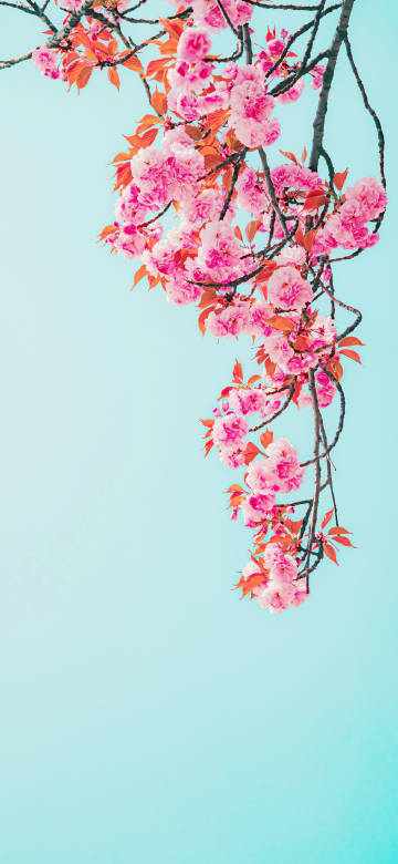 Pink Roses At Turquoise Sky 4K Phone Wallpaper