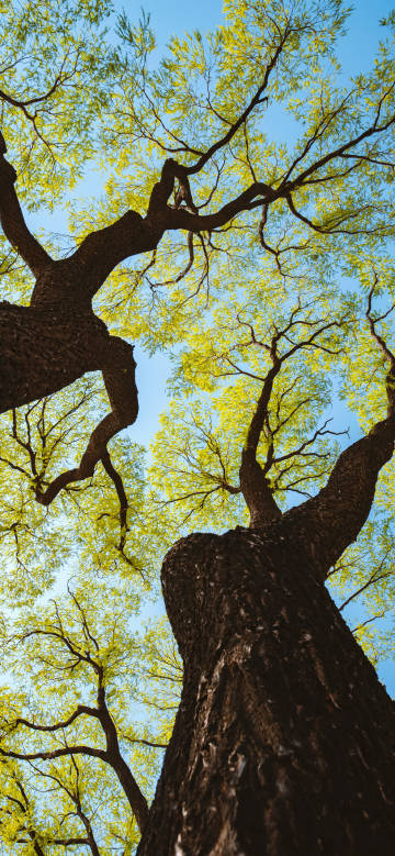 Look up and shoot trees phone wallpapers