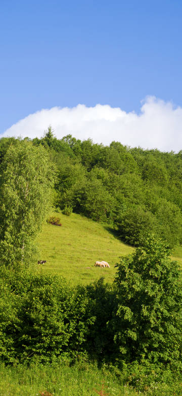 Lush woods in the countryside natural scenery phone wallpaper