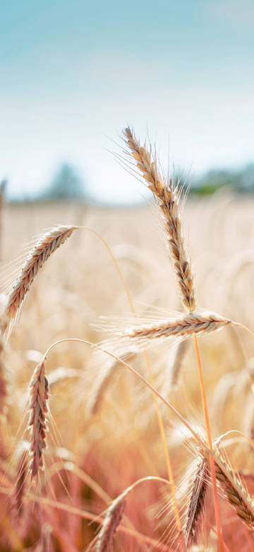 Brown Wheat Crop Field 4K Phone Wallpaper