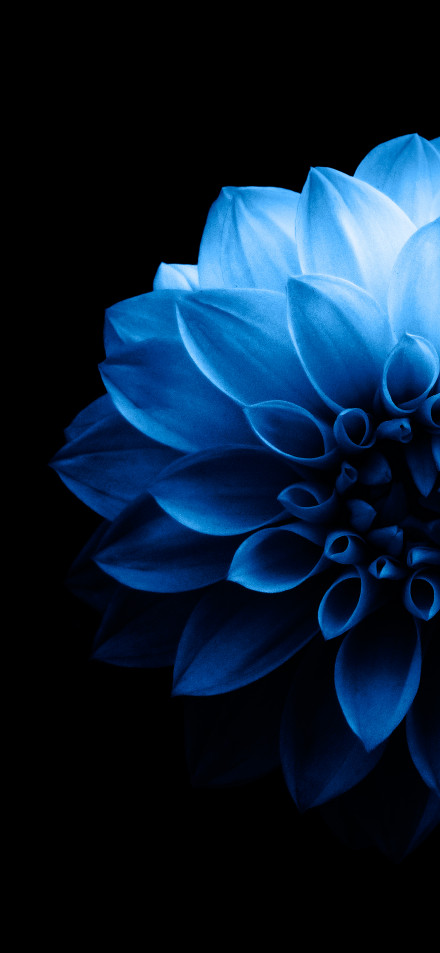 A blue dahlia on black background 4k phone wallpaper