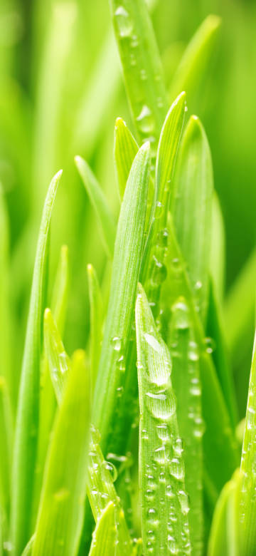 Crystal water droplets on grass blades phone wallpaper