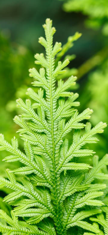 Close-up of green fern fronds Phone wallpaper