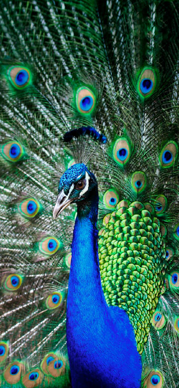 Colorful male green peacock phone wallpaper