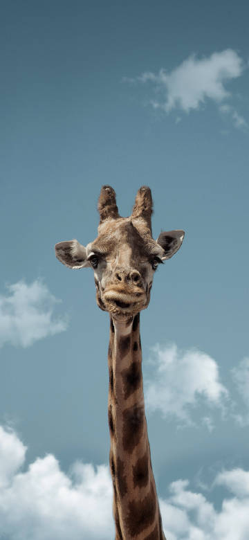 Giraffe looking at the camera phone wallpaper
