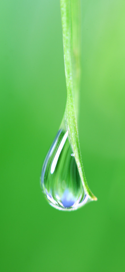A drop of water on green grass Phone wallpaper