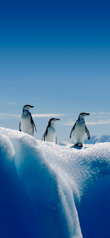 Three cute penguins standing on the ice 4k phone wallpaper
