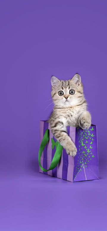 A kitten in a purple shopping bag Phone wallpaper