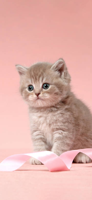 A kitten in front of a pink background Phone wallpaper