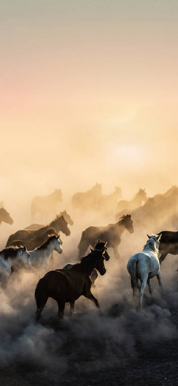 Horse galloping in the dust Phone wallpaper