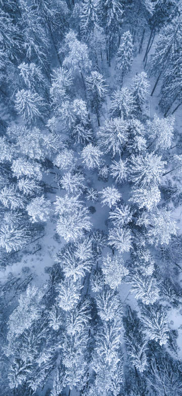 Trees covered with thick snow in winter 4k phone Wallpaper