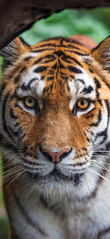Bright-eyed tiger closeup phone wallpaper