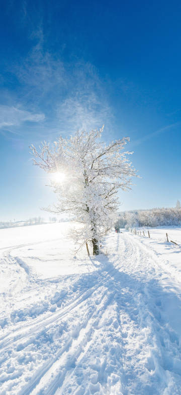 Cold winter blue sky and ice wrapped in the tree 4k phone wallpaper