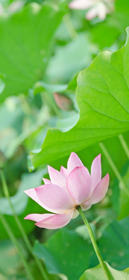 Lotus Blossom phone wallpaper
