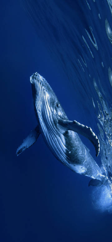 Humpback whale in the ocean 4k phone Wallpaper