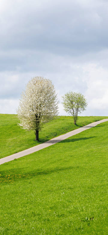 Two Trees on Green Grass Scenery 4k phone wallpaper