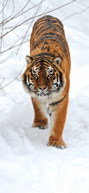 Siberian tiger gazing forward in the snow Phone wallpaper