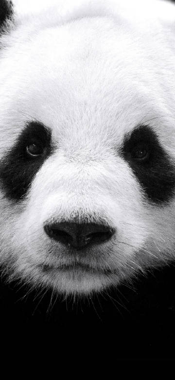 Giant Panda cub head close-up phone wallpaper