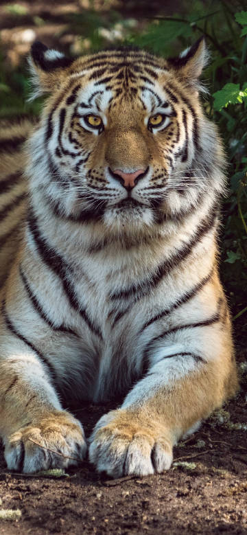 Tiger resting on the ground phone wallpaper