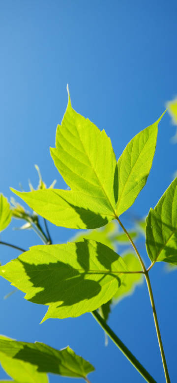Green leaves in the blue sky background Phone wallpaper