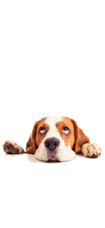 Cute Beagle lying on the ground phone wallpaper