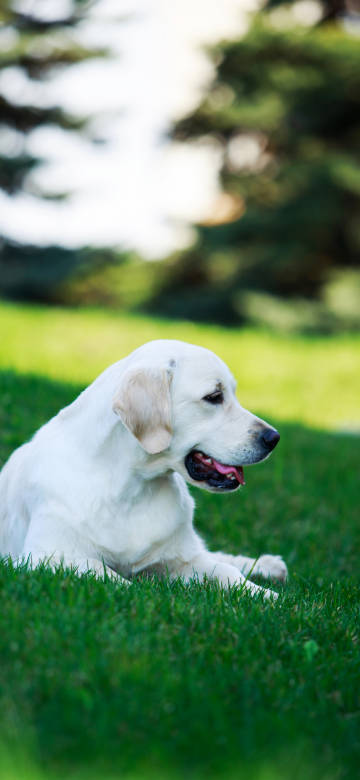Labrador resting on the grass Phone wallpaper