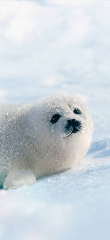 Cute harp seal pups Phone wallpaper
