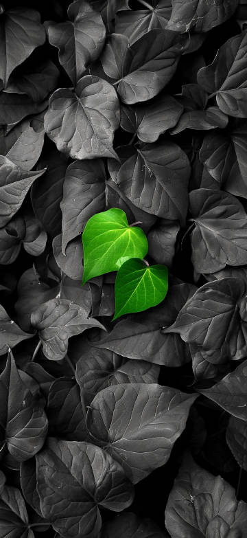 Two bright green leaves in dark shades of leaves Phone wallpaper