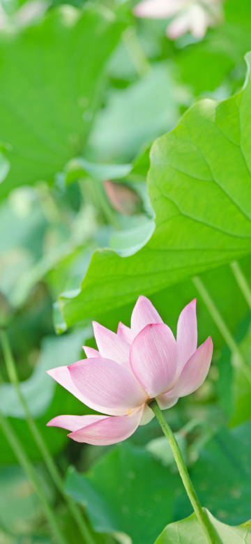 Lotus Blossom phone wallpaper