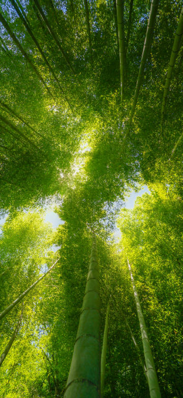 Looking up view of the bamboo forest phone wallpaper