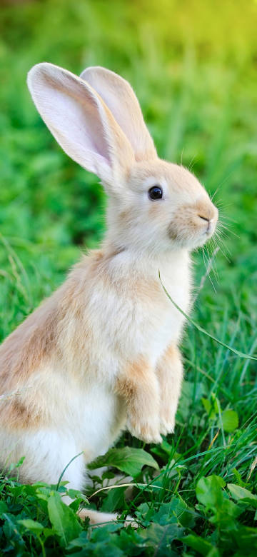 Hare with big long ears in the grass Phone wallpaper