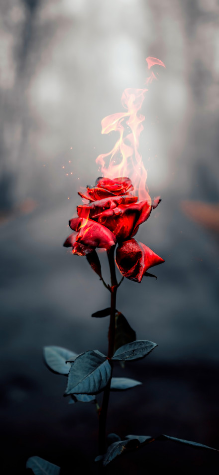 Cool Beautiful Flaming Rose 4K Phone Wallpaper