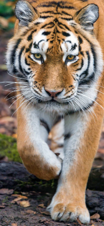 Tiger walking on the road phone wallpaper