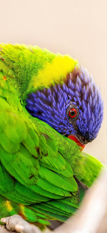 Green Parrot With Blue Head 4K Phone Wallpaper