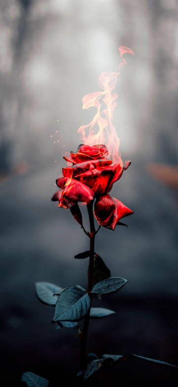 Cool Beautiful Flaming Rose 4K Phone Wallpaper