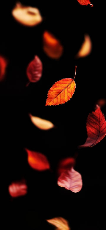 Yellow leaves falling on black background phone wallpaper